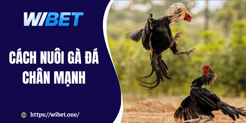 Cách nuôi gà đá chân mạnh