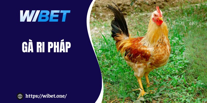Gà Ri Pháp